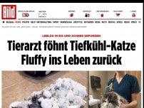 Bild zum Artikel: Leblos in Eis und Schnee - Tierarzt fönt Tiefkühl-Katze Fluffy ins Leben zurück