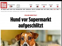 Bild zum Artikel: Polizei ermittelt - Hund vor Supermarkt aufgeschlitzt