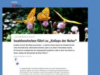 Bild zum Artikel: Insektensterben führt zu „Kollaps der Natur“