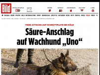 Bild zum Artikel: Auf Schrottplatz bei Köln - Säure-Anschlag auf Wachhund „Uno“