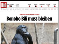 Bild zum Artikel: „Umsiedlung wäre ein No-Go“ - Bonobo Bili muss bleiben