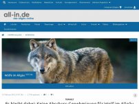 Bild zum Artikel: Es bleibt dabei: Keine Abschuss-Genehmigung für Wolf im Allgäu