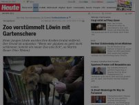 Bild zum Artikel: Tierquälerei: Zoo verstümmelt Löwin mit Gartenschere