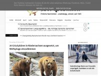 Bild zum Artikel: 20 Grizzlybären in Niedersachsen ausgesetzt, um Wolfsplage einzudämmen