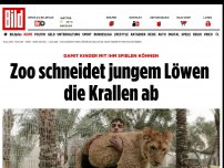 Bild zum Artikel: Damit Kinder spielen können - Zoo schneidet einem Löwen die Krallen ab