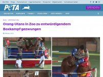 Bild zum Artikel: Orang-Utans in Zoo zu entwürdigendem Boxkampf gezwungen
