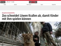 Bild zum Artikel: Zoo schneidet Löwen Krallen ab, damit Kinder damit spielen können