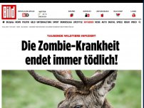 Bild zum Artikel: Tausende Wildtiere infiziert - Die Zombie-Krankheit endet immer tödlich!