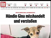 Bild zum Artikel: Hüfte gebrochen - Hündin Gina misshandelt und verstoßen