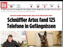 Bild zum Artikel: Knackis hassen diesen Hund - Schnüffler Artus fand 125 Telefone in Gefängnissen