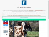 Bild zum Artikel: Urteil nach tödlicher Kuh-Attacke in Tirol