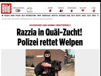 Bild zum Artikel: Schwänze und Ohren verstümmelt - Razzia in Quäl-Zucht! Polizei rettet Welpen