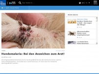 Bild zum Artikel: Zecken übertragen Hundemalaria: Bei diesen Anzeichen sofort zum Arzt
