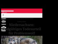 Bild zum Artikel: Niedersachsen: Gericht verkündet endgültiges Todesurteil für Problemwolf