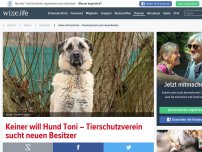 Bild zum Artikel: Keiner will Hund Toni – Tierschutzverein sucht neuen Besitzer