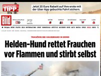 Bild zum Artikel: Tragödie in Bonn - Helden-Hund rettet Frauchen und stirbt in Flammen