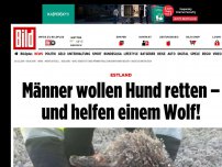Bild zum Artikel: Estland - Männer wollen Hund retten – und helfen einem Wolf!