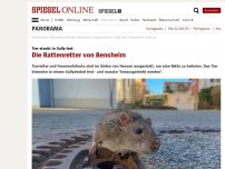 Bild zum Artikel: Tier steckt in Gully fest: Die Rattenretter von Bensheim