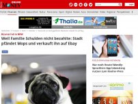 Bild zum Artikel: Verrückter Fall in NRW - Weil sie Schulden nicht bezahlten: Stadt pfändet Familienhund und verkauft ihn auf eBay