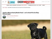 Bild zum Artikel: NRW: Stadt pfändet Hund – und verkauft ihn privat bei Ebay