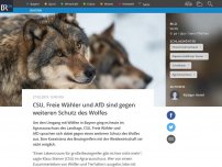 Bild zum Artikel: CSU, Freie Wähler und AfD sind gegen weiteren Schutz des Wolfes