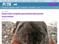 Bild zum Artikel: Stadt Celle vergiftet geschützte Maulwürfe - Jetzt helfen!