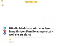 Bild zum Artikel: Hündin Maddison wird von ihrer langjährigen Familie ausgesetzt – weil sie zu alt ist