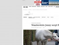 Bild zum Artikel: In Frankfurt läuft ein Pferd frei herum