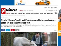 Bild zum Artikel: Frankfurt/Main: Stute 'Jenny' geht seit 14 Jahren allein spazieren – jetzt ist sie ein Internet-Hit