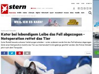 Bild zum Artikel: Suche nach Tierquäler: Kater bei lebendigem Leibe das Fell abgezogen - Notoperation rettet das Tier