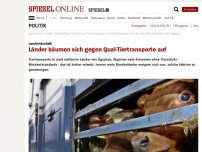 Bild zum Artikel: Landwirtschaft: Länder bäumen sich gegen Qual-Tiertransporte auf