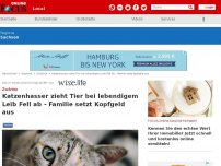 Bild zum Artikel: Zwönitz - Katzenhasser zieht Tier bei lebendigem Leib Fell ab - Familie setzt Kopfgeld aus