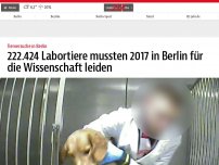 Bild zum Artikel: 222.424 Labortiere mussten 2017 in Berlin für die Wissenschaft leiden
