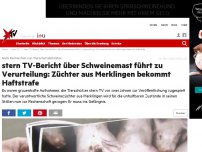 Bild zum Artikel: Nach Recherchen von Tierschutzaktivisten: stern TV-Bericht über Schweinemast führt zu Verurteilung: Züchter aus Merklingen bekommt Haftstrafe