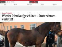 Bild zum Artikel: Wieder Pferd aufgeschlitzt – Stute schwer verletzt!