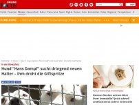 Bild zum Artikel: In Mittelfranken - Hund 'Hans Dampf' sucht dringend neuen Halter – ihm droht die Giftspritze