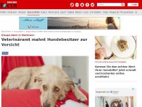 Bild zum Artikel: Staupe-Alarm in Mettmann - Veterinäramt mahnt Hundebesitzer zur Vorsicht