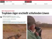 Bild zum Artikel: Trophäen-Jäger erschießt schlafenden Löwen