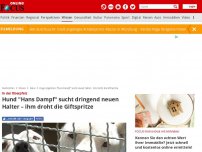 Bild zum Artikel: In der Oberpfalz - Hund 'Hans Dampf' sucht dringend neuen Halter – ihm droht die Giftspritze