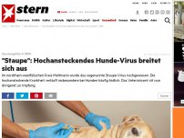Bild zum Artikel: Seuchengefahr in NRW: 'Staupe': Hochansteckendes Hunde-Virus breitet sich aus – endet häufig tödlich
