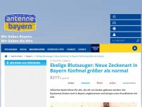 Bild zum Artikel: Ekelige Blutsauger: Neue Zeckenart in Bayern fünfmal größer als normal