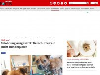 Bild zum Artikel: 'Helft uns' - Belohnung ausgesetzt: Tierschutzverein sucht Hundequäler