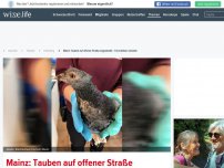 Bild zum Artikel: Mainz: Tauben auf offener Straße angezündet - Tierschützer entsetzt