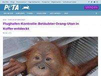 Bild zum Artikel: Flughafen-Kontrolle: Betäubter Orang-Utan in Koffer entdeckt