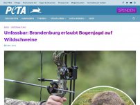 Bild zum Artikel: Unfassbar: Brandenburg erlaubt Bogenjagd auf Wildschweine
