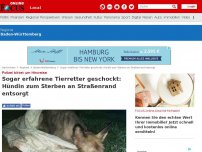 Bild zum Artikel: Polizei bittet um Hinweise - Sogar erfahrene Tierretter geschockt: Hündin zum Sterben an Straßenrand entsorgt