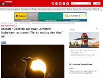 Bild zum Artikel: Kreis Nordfriesland - Brutaler Überfall auf zwei Lämmer: Unbekannter trennt Tieren nachts den Kopf ab