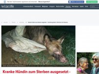 Bild zum Artikel: Kranke Hündin zum Sterben ausgesetzt - Tierrettung bietet 1.000 Euro für Hinweise