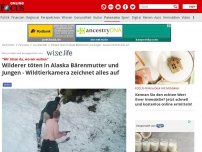 Bild zum Artikel: 'Wir töten da, wo wir wollen' - Wilderer töten in Alaska Bärenmutter und Jungen - Wildtierkamera zeichnet alles auf
