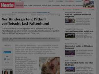 Bild zum Artikel: Tier schwer verletzt: Vor Kindergarten: Pitbull zerfleischt fast Faltenhund